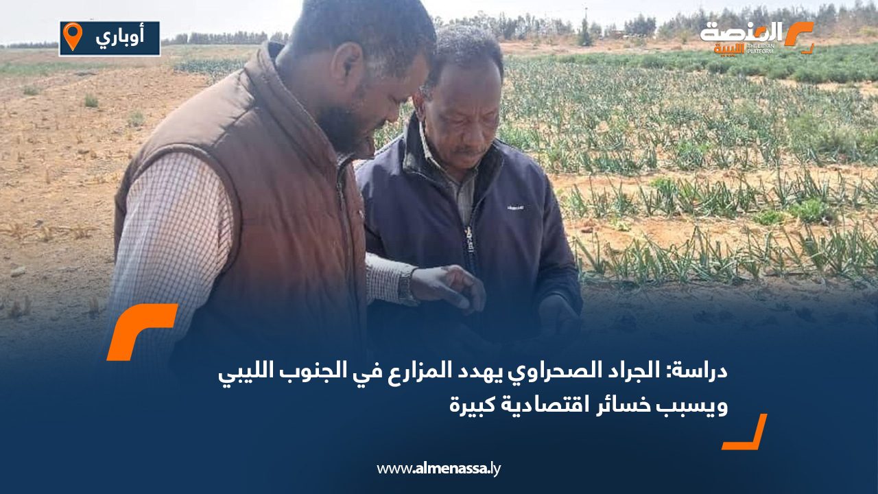 دراسة: الجراد الصحراوي يهدد المزارع في الجنوب الليبي ويسبب خسائر اقتصادية كبيرة