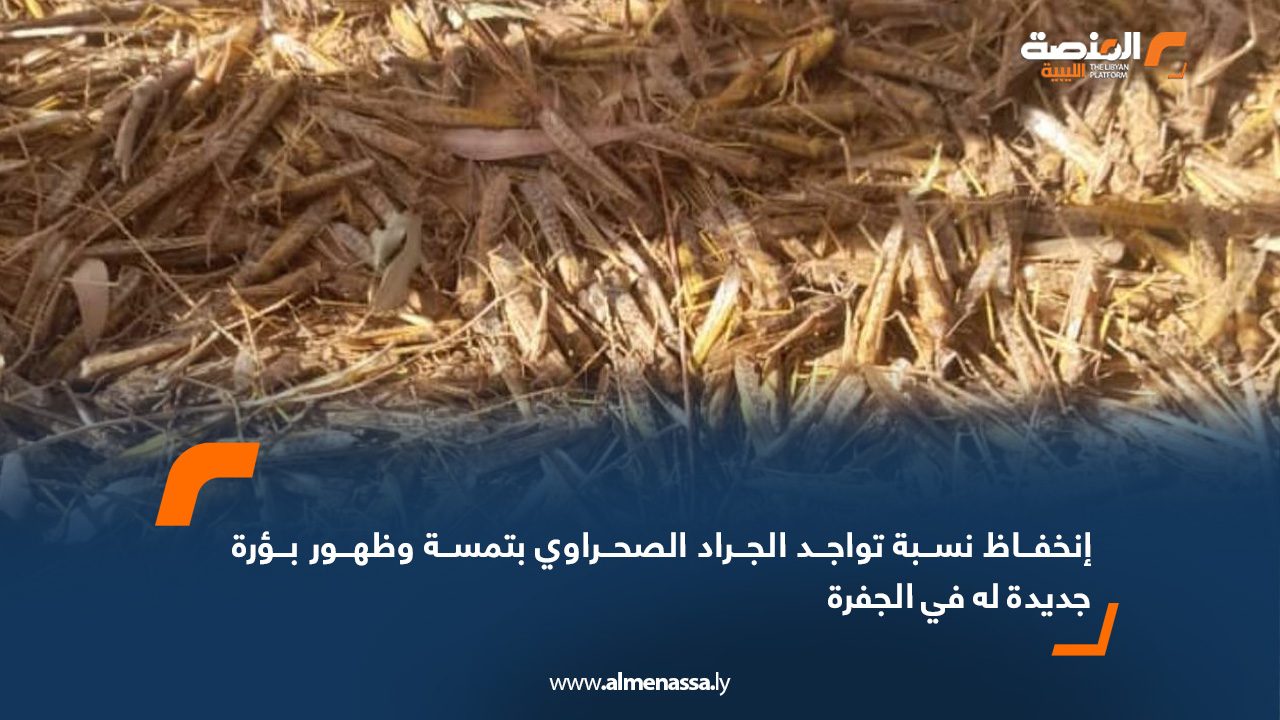 انخفاض نسبة تواجد الجراد الصحراوي بتمسة وظهور بؤرة جديدة له في الجفرة