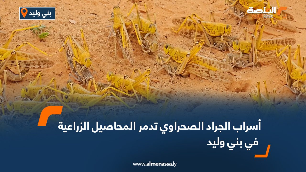 أسراب الجراد الصحراوي تدمر المحاصيل الزراعية في بني وليد