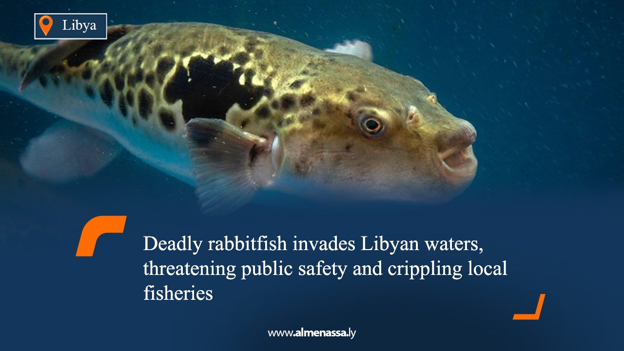 eng 01 Deadly rabbitfish invades Libyan waters, threatening public safety and crippling local fisheries