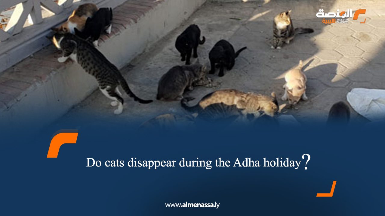 Do cats disappear during the Adha holiday?