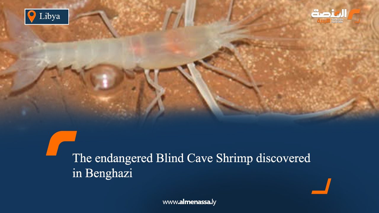 The endangered Blind Cave Shrimp discovered in Benghazi