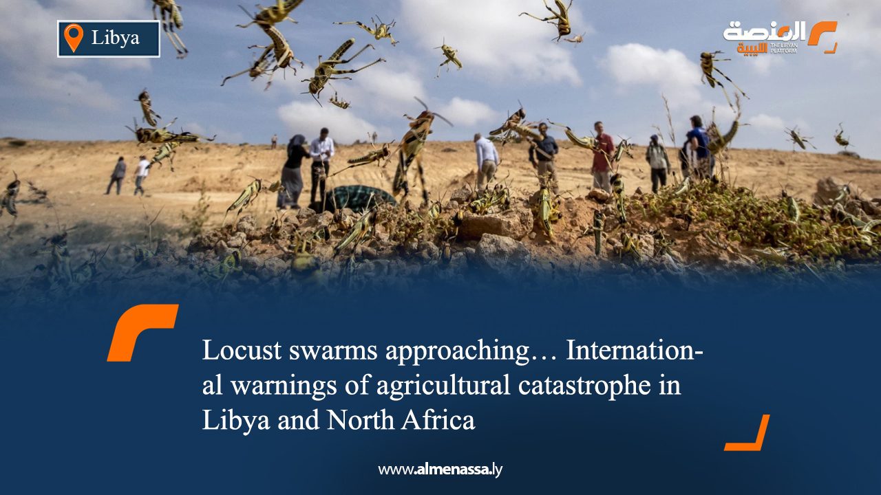 Locust swarms approaching… International warnings of agricultural catastrophe in Libya and North Africa